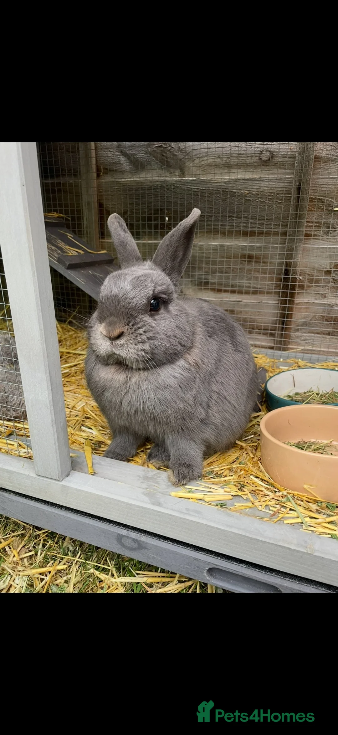Mixed Breed rabbits for sale: Two rabbits looking for a new home  in St Albans - Advert 2