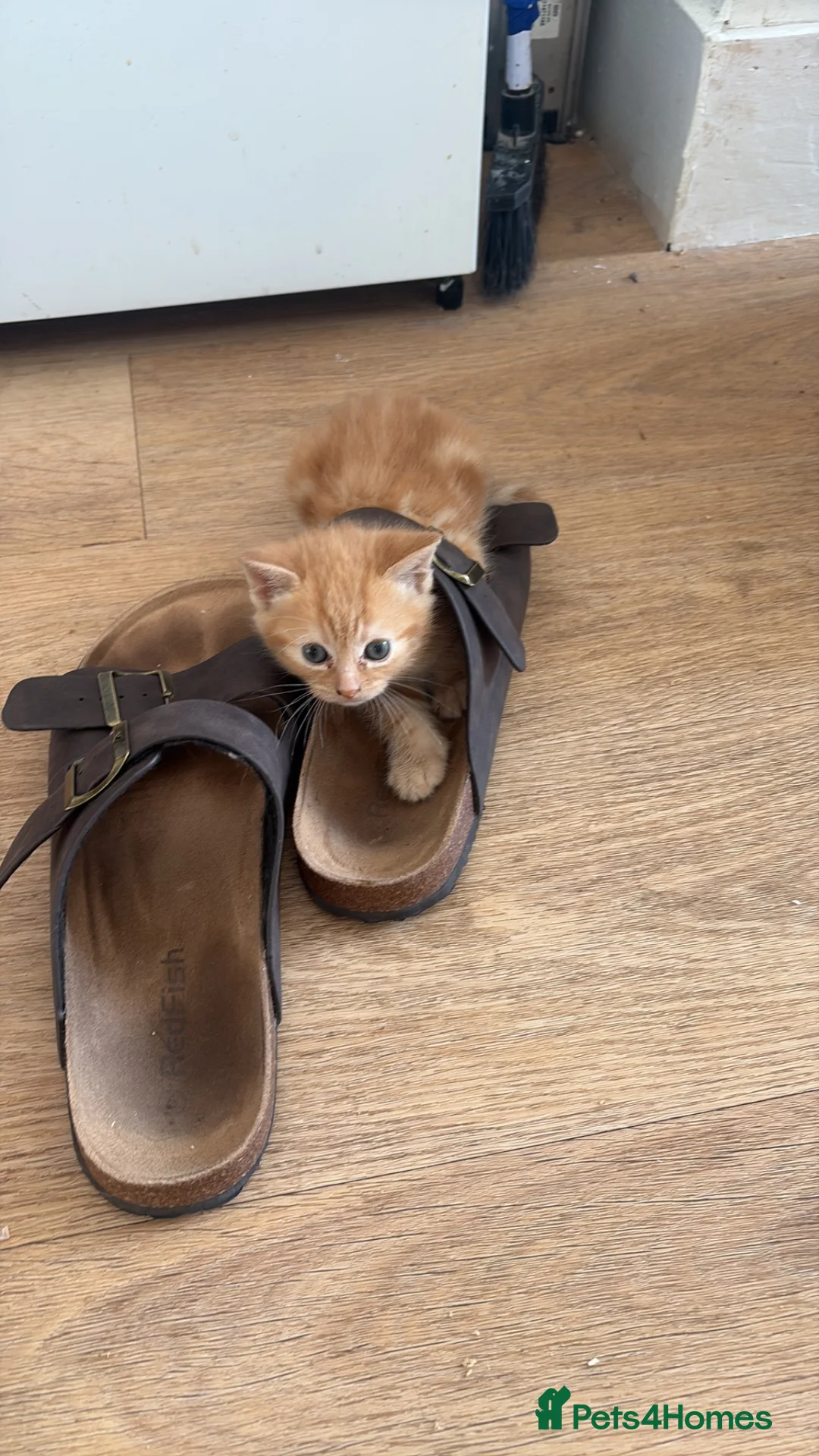 British Shorthair cats for sale: 4 British shorthair kittens available  in Brighton - Advert 6