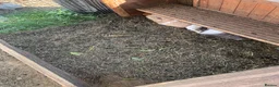 Guinea Pig rodents for sale: Loads of guinea pigs for sale - Advert 4