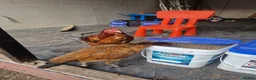 Chickens poultry for sale: Aseel Chickens - Advert 9