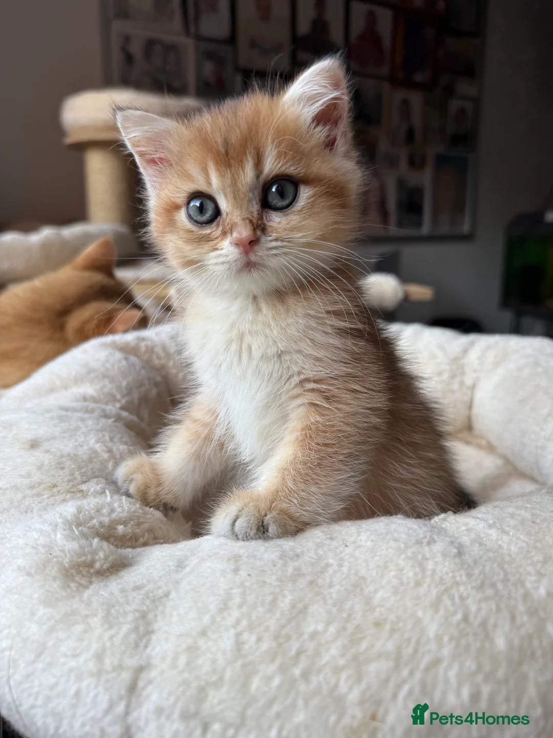 British Shorthair cats for sale: GCCF reg BSH Last Chocolate Gold Blue Eyes Female - Advert 20