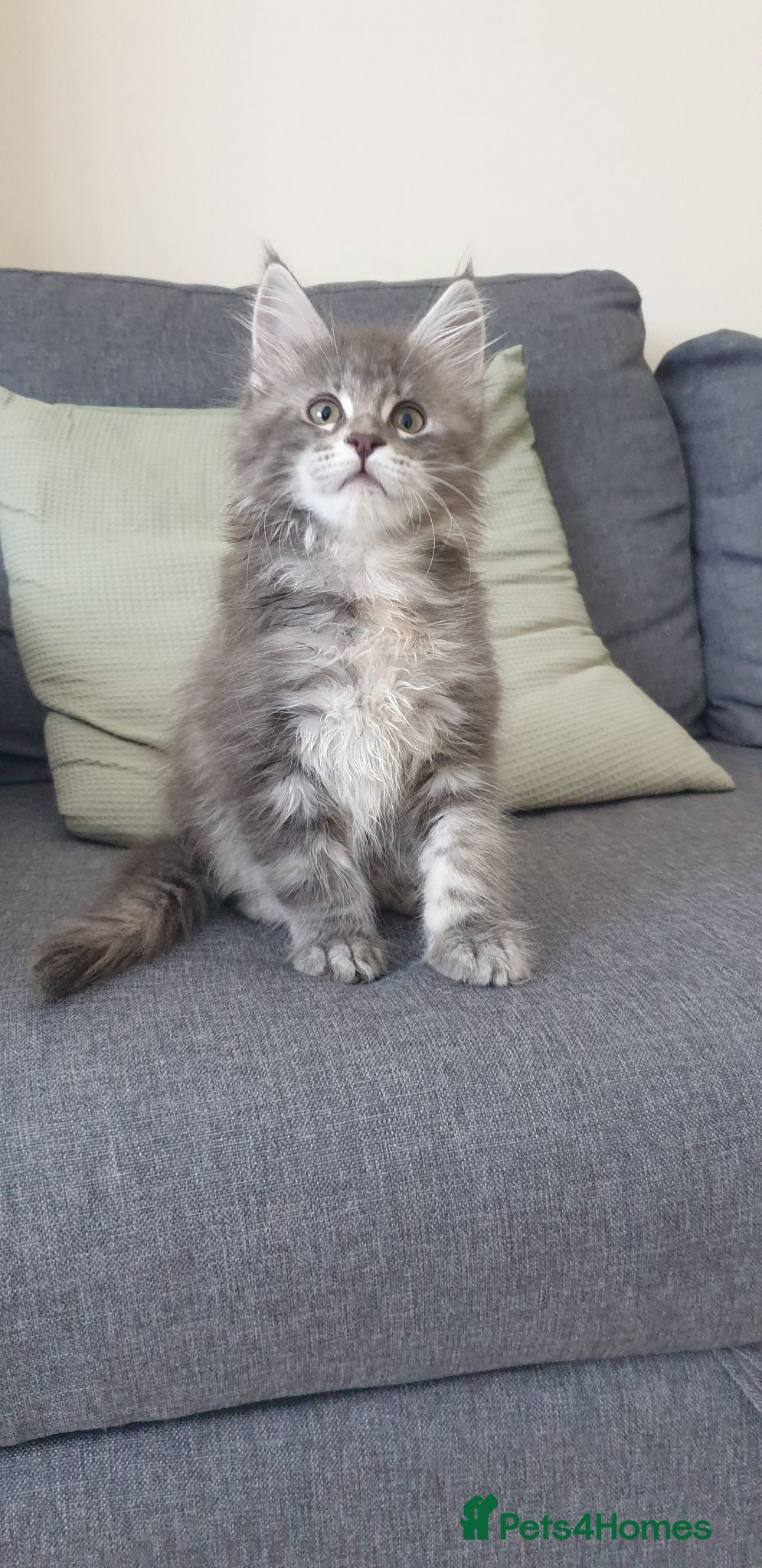 Maine Coon cats Tica registered Maine Coons 1 girl remaining - Advert 2