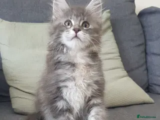 Maine Coon cats Tica registered Maine Coons 1 girl remaining - Advert 2