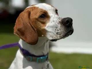 Pointer dogs Quality Pointer Puppies - Advert 1