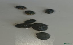 Snails fish for sale: Freshwater  nerite snails  - Image 9