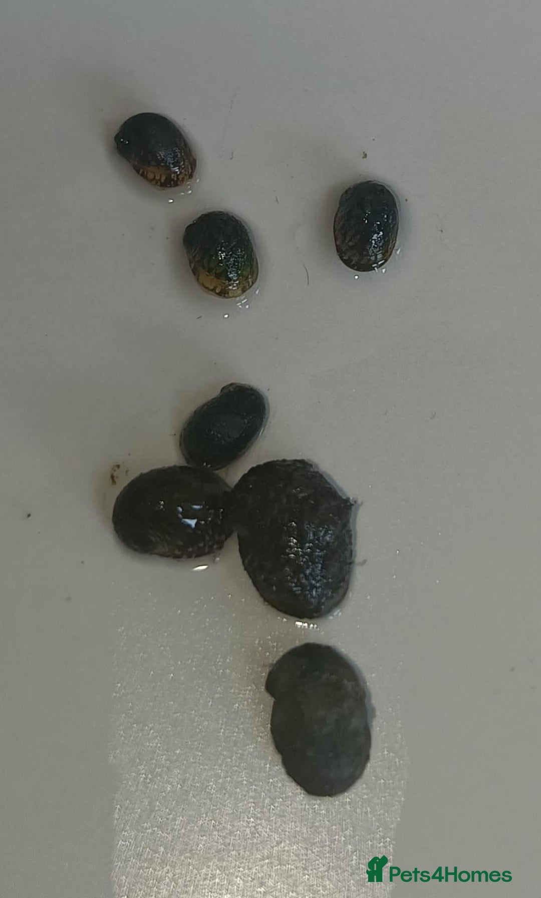 Snails fish for sale: Freshwater  nerite snails  - Image 9