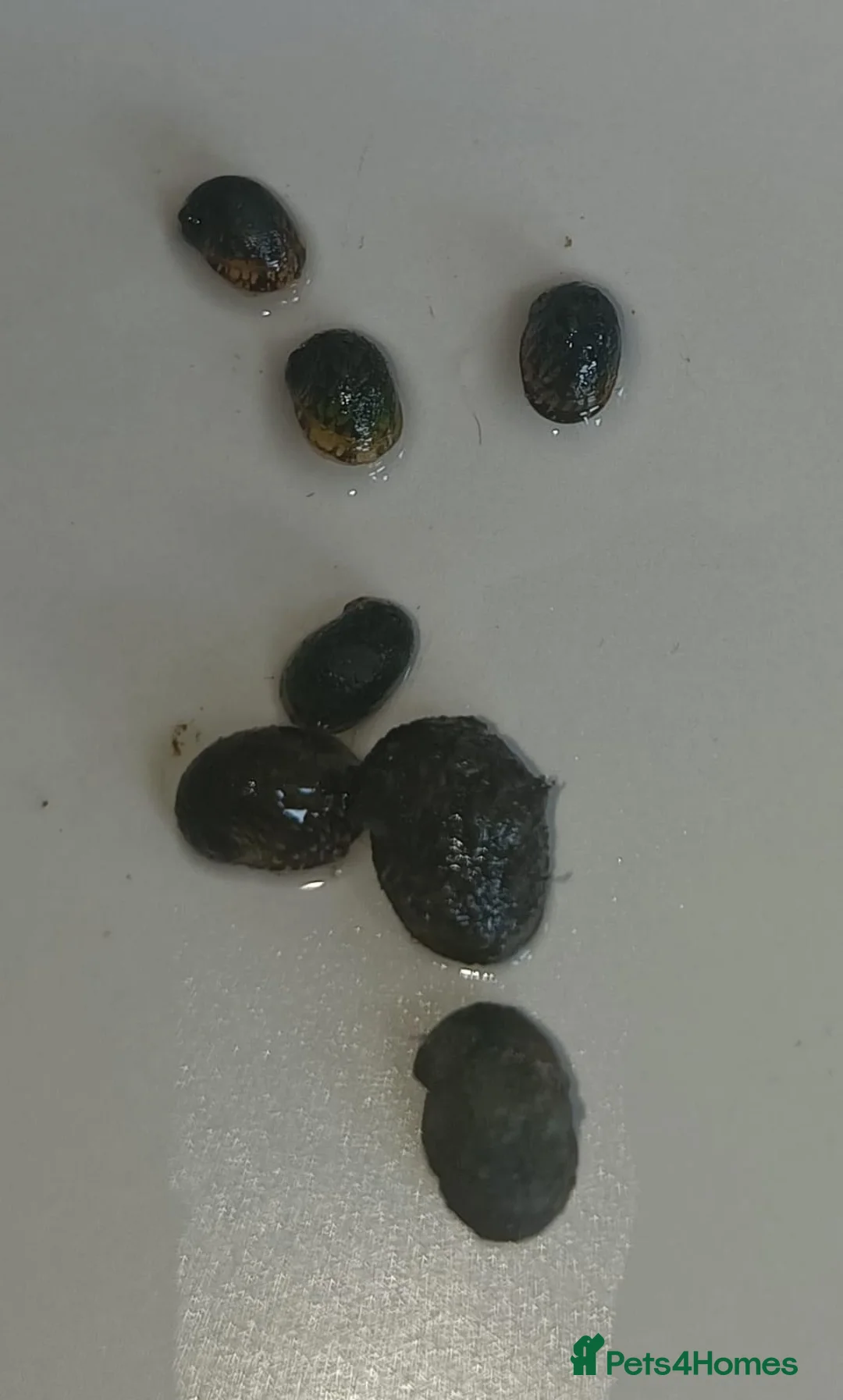 Snails fish for sale: Freshwater  nerite snails  - Advert 9