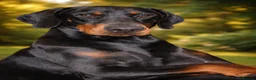 Dobermann dogs for stud: Amazing Dobermann stud - Advert 3