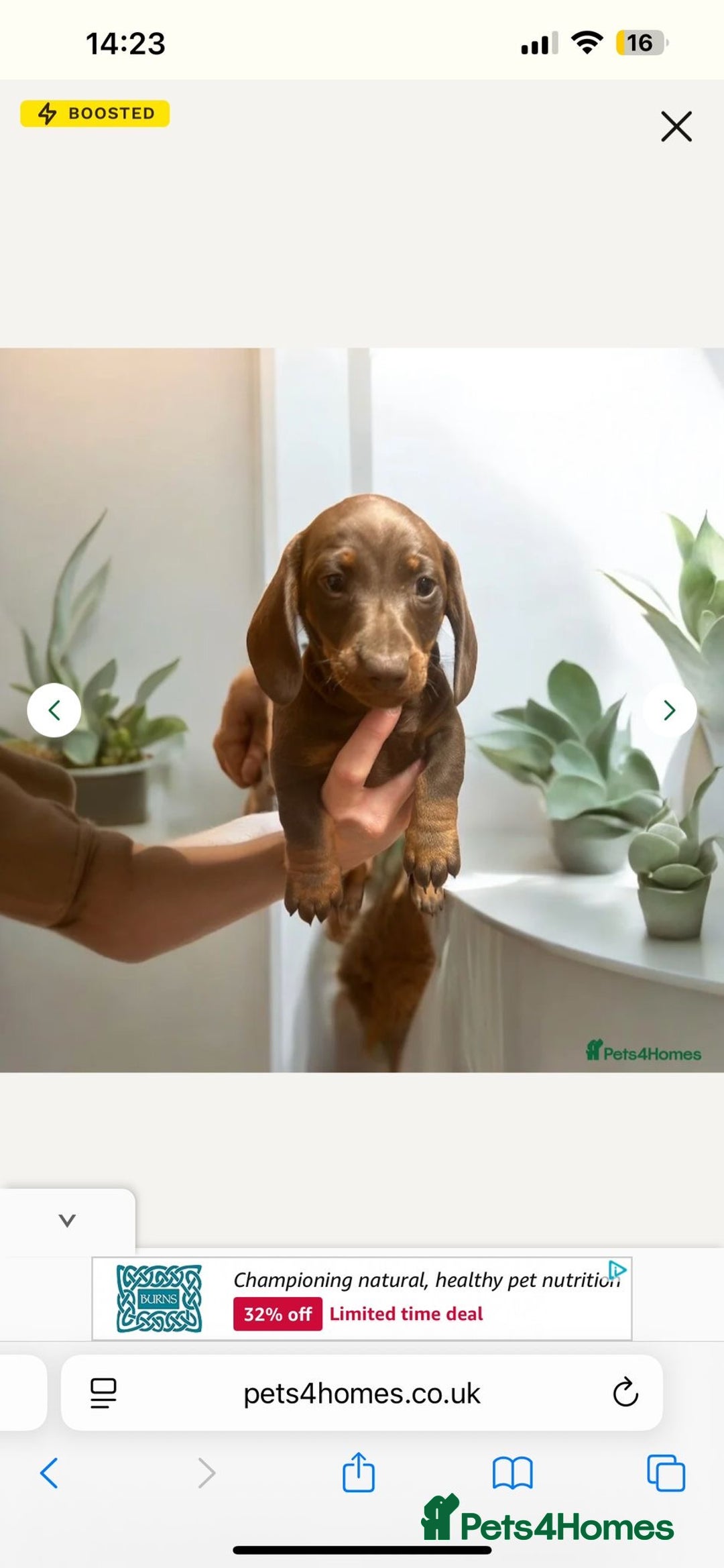Dachshund dogs for sale: Dachshund for sale - Image 3
