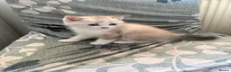 British Shorthair cats for sale: British shorthair kittens  in Swansea - Advert 2