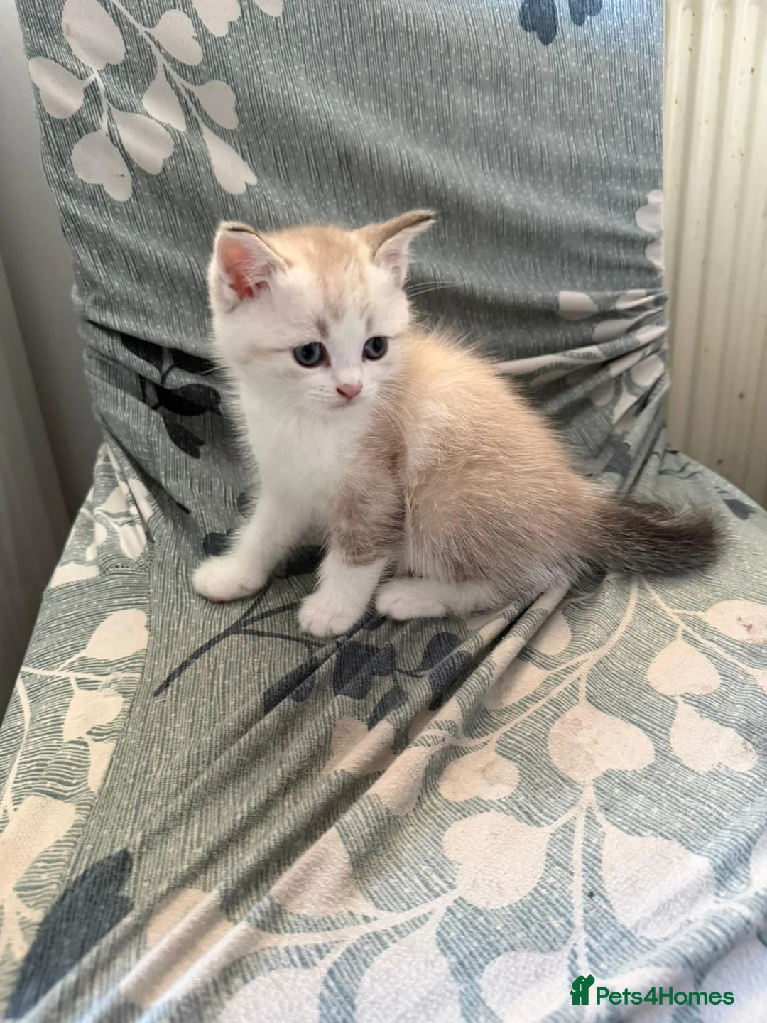 British Shorthair cats for sale: British shorthair kittens  in Swansea - Advert 2