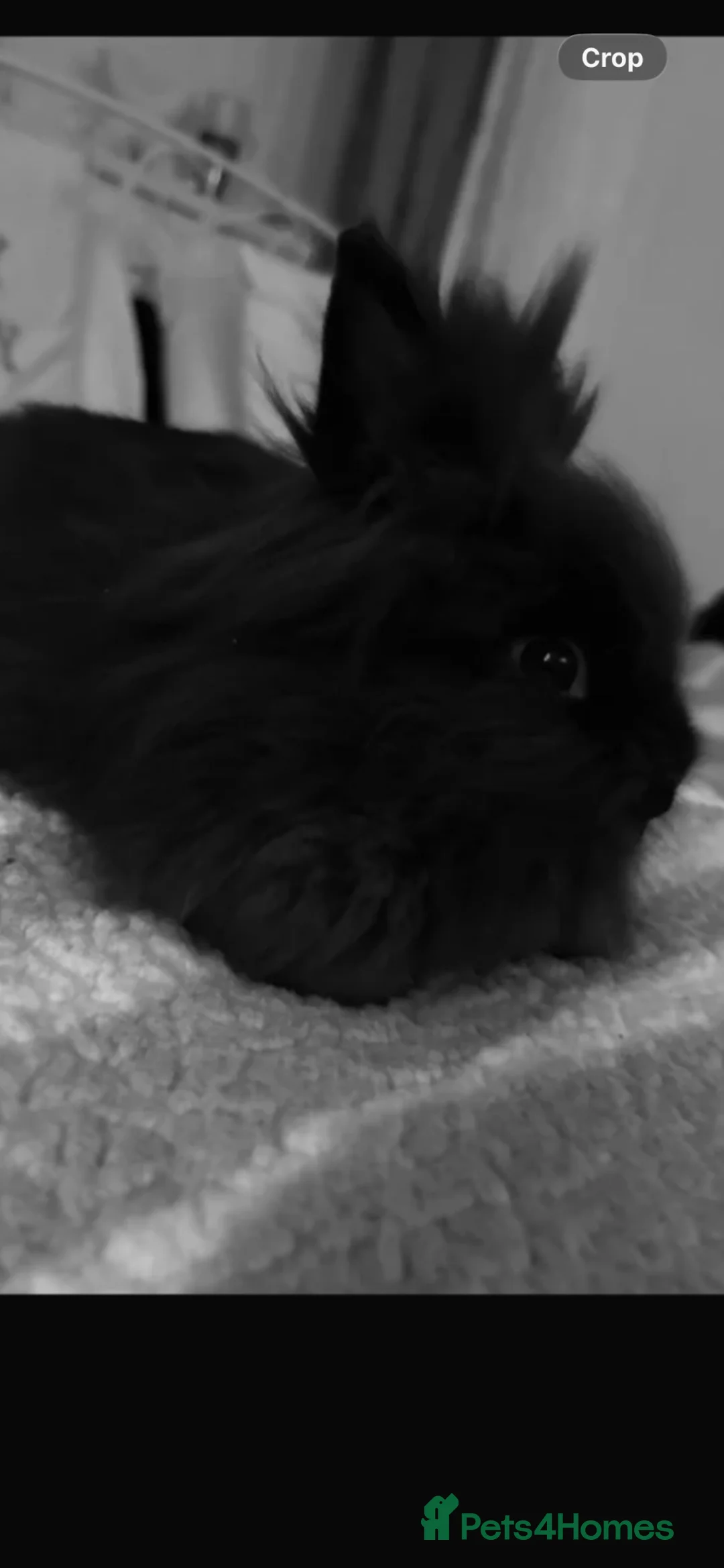 Lionhead rabbits for sale: Our beautiful boy Dusty…  - Advert 4