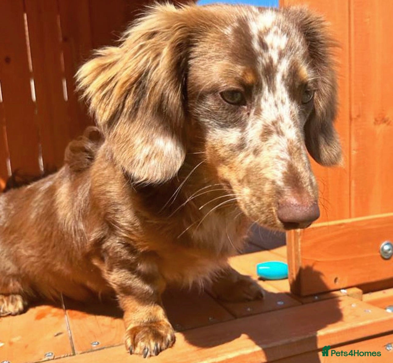 Miniature Dachshund dogs long haired miniature dachshund in Sunderland - Advert 17