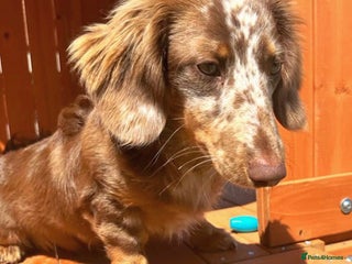 Miniature Dachshund dogs in Sunderland - Advert 12