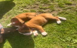 Boxer dogs for sale: Stunning Kc Boxer Puppies - Image 36