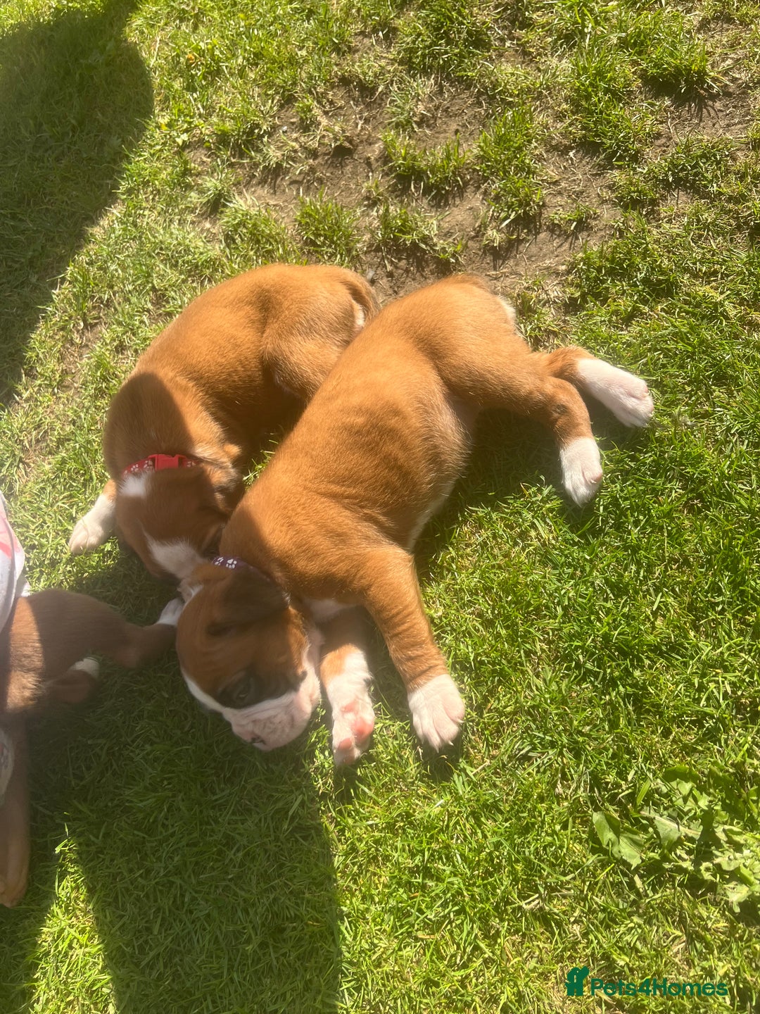 Boxer dogs for sale: Stunning Kc Boxer Puppies - Image 36