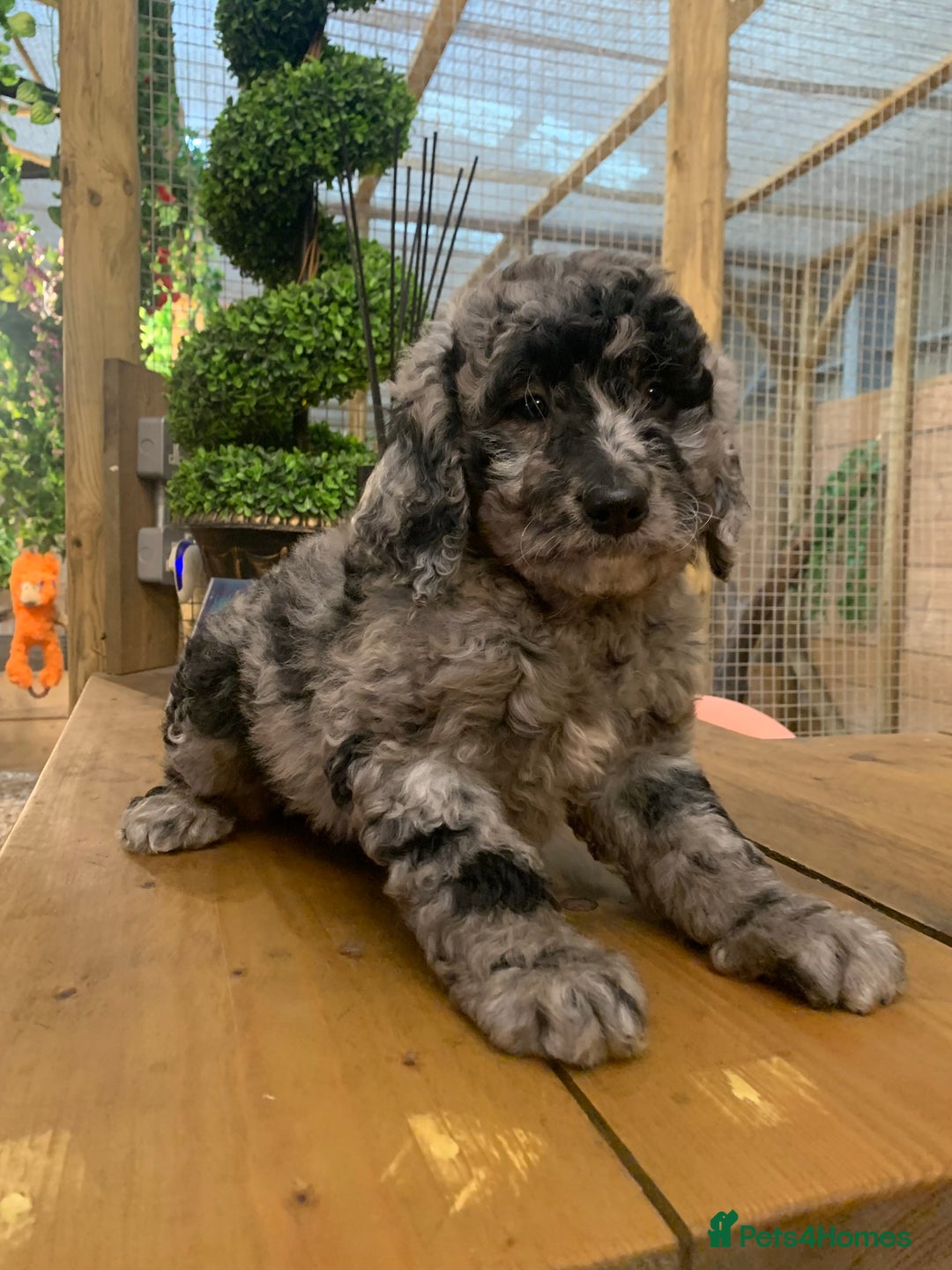 Bernedoodle dogs for sale: F1b Standard Bernedoodle  - Advert 13
