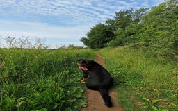 Rottweiler dogs for sale: Beautiful Rottweiler Bitch - Image 8