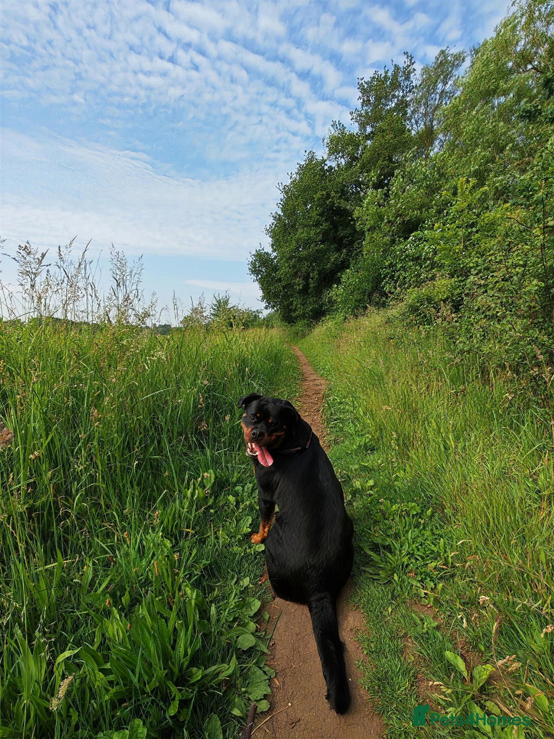 Rottweiler dogs for sale: Beautiful Rottweiler Bitch - Image 8