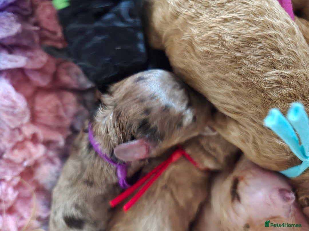 Cavapoo dogs for sale: Cavapoo F1B pups licensed Breeder/health tested  - Image 23