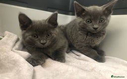 Mixed Breed cats for sale: Super gorgeous Russian blue kittens ready to go - Image 5