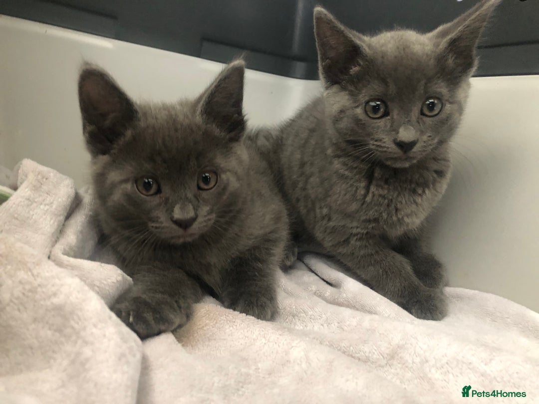 Mixed Breed cats for sale: Super gorgeous Russian blue kittens ready to go - Image 5