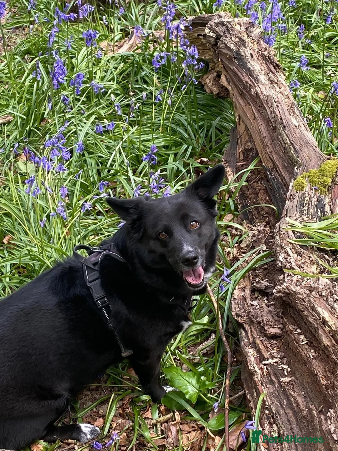 Mixed Breed dogs for adoption: Dora  - Advert 2