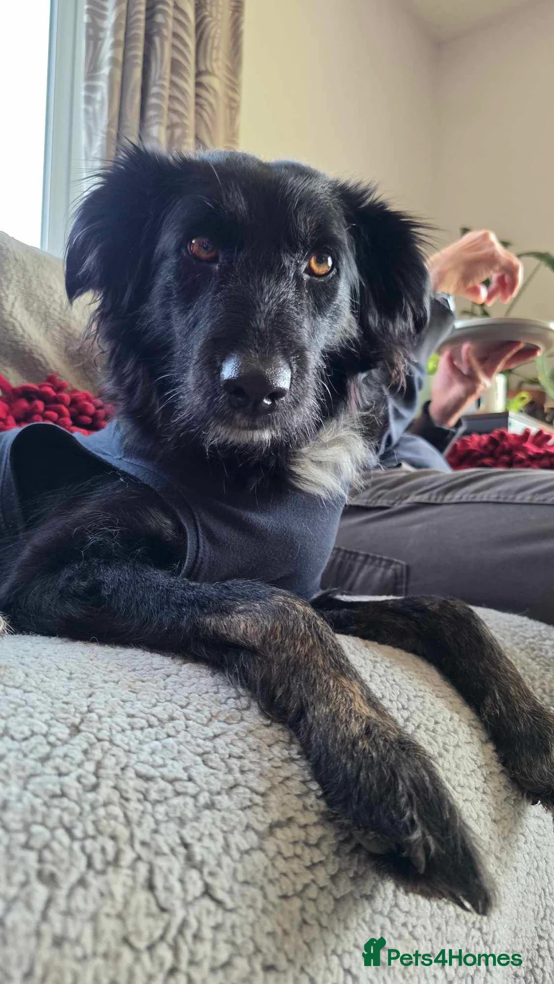 Mixed Breed dogs for adoption: TILLY (All black girl) - Advert 6