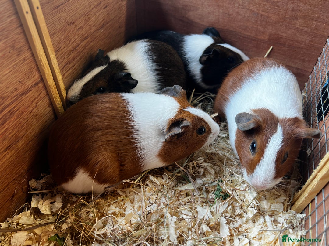 Guinea Pig rodents for sale: Dutch Sows/girls - Image 12