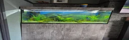 Tetras fish for sale: Evolution Aqua  D-D Aqua Freshwater 900 fish tank - Advert 5