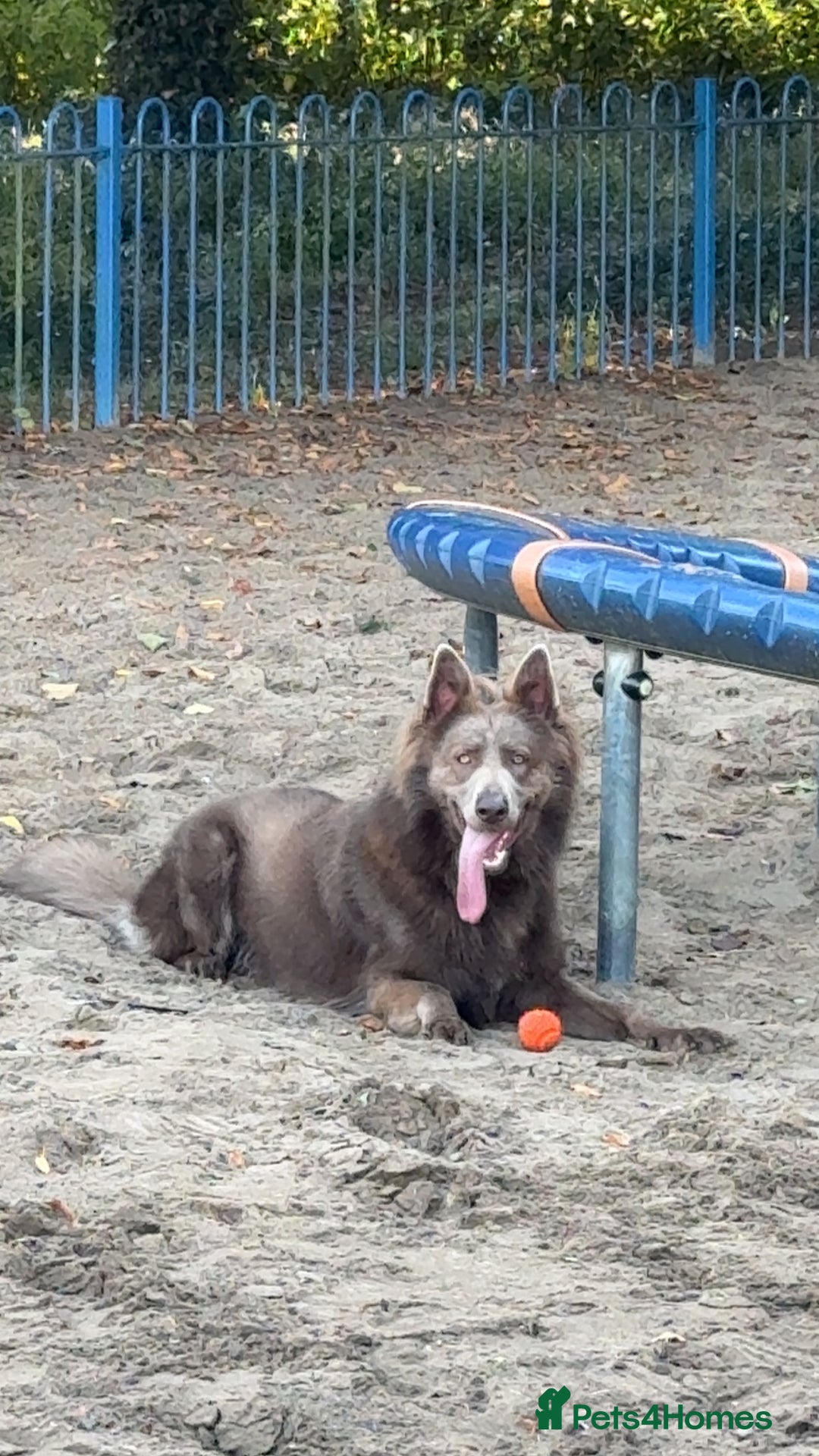 German Shepherd dogs for stud: 🐾 Meet Chase! Now available for STUD! 🐾 - Image 2