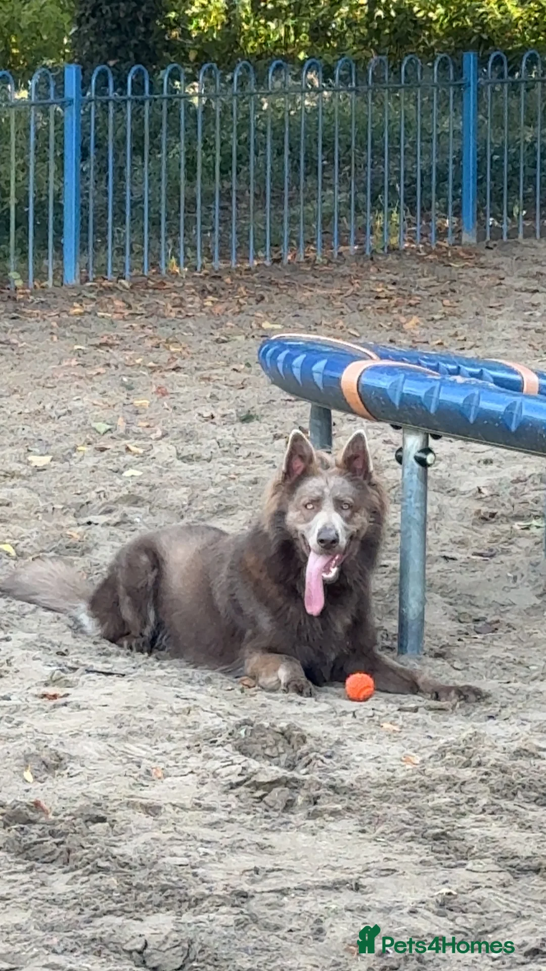 German Shepherd dogs for stud: 🐾 Meet Chase! Now available for STUD! 🐾 - Advert 2