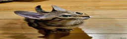 Savannah cats for sale: Stunning F5 SBT Savannah Kittens in Bradford - Advert 4