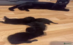 Bombay cats for sale: Four Bombay kittens looking for rehoming  - Image 7