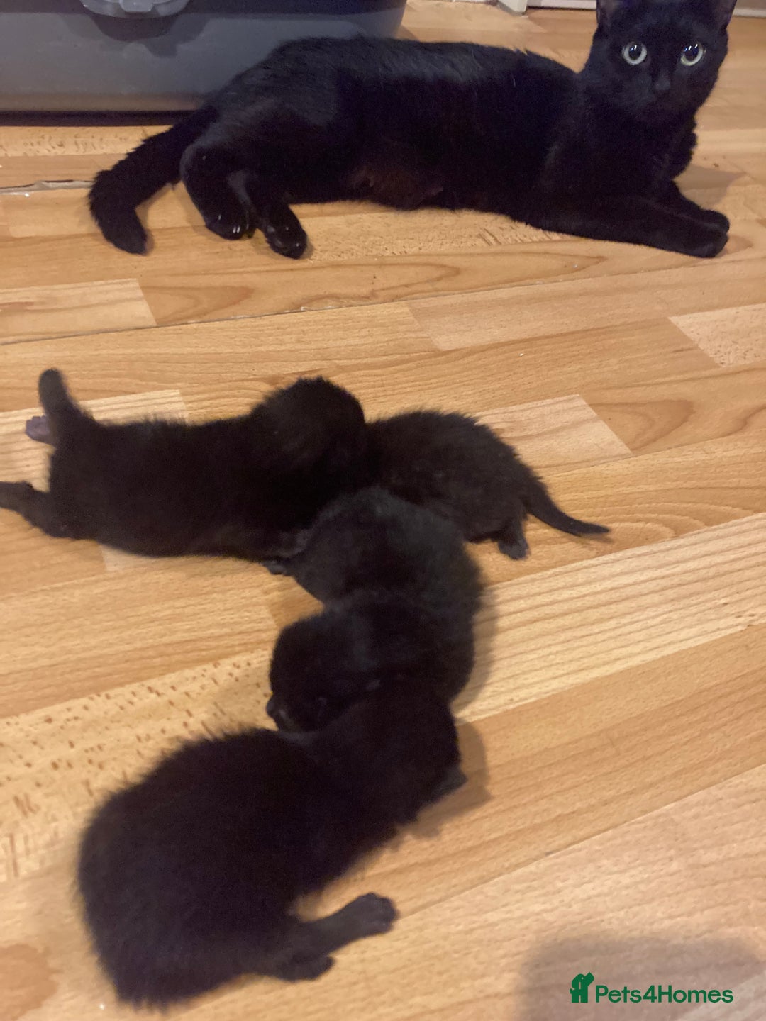 Bombay cats for sale: Four Bombay kittens looking for rehoming  - Image 7