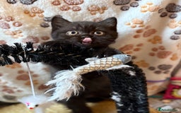 British Shorthair cats for sale: Champion Line British Shorthair Kittens - Image 11