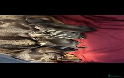 Dachshund dogs for sale: 4 gorgeous puppies for sale - Image 37