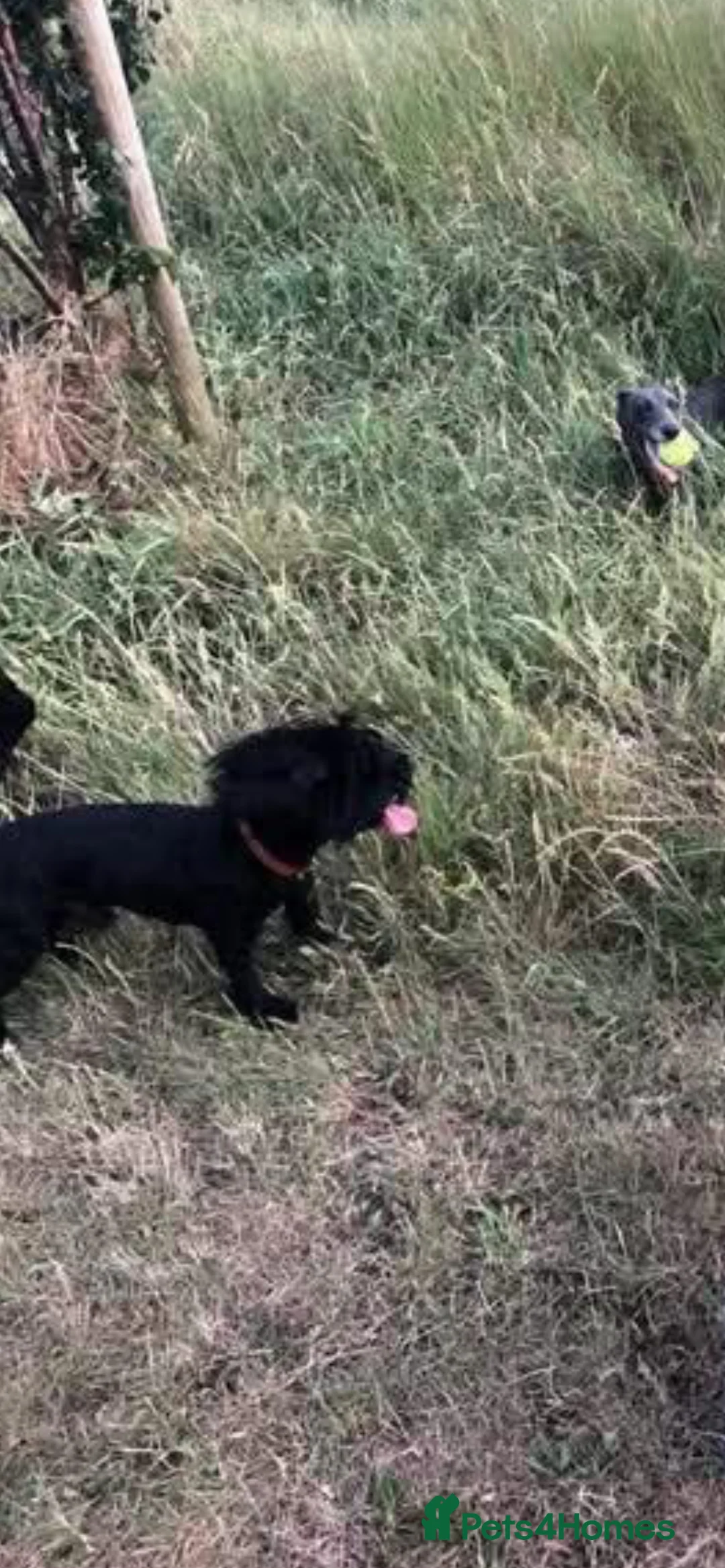 Maltipoo dogs for stud: Male Maltipoo STUD  - Advert 3