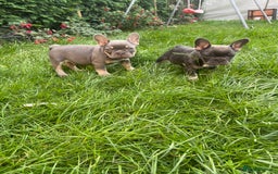 French Bulldog dogs for sale: KC registered french bulldogs  - Image 2