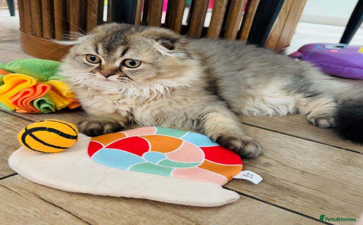 Scottish Fold cats - Advert 1