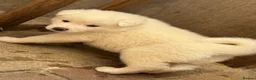 Japanese Akita Inu dogs for sale: Japanese Akita Inu Puppies - Advert 16