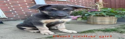 German Shepherd dogs for sale: RARE BLUE GERMAN SHEPHERD PUPPY LASY ONE KC - Advert 1