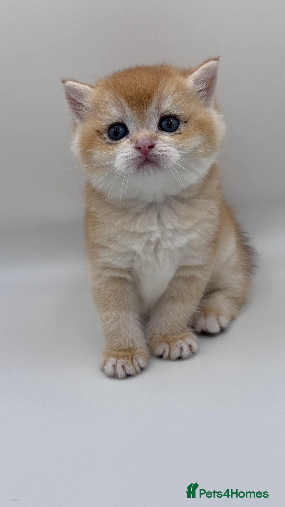 British Shorthair cats for sale: GCCF BSH BY12 GOLDEN CHOCOLATE KITTENS  - Image 13