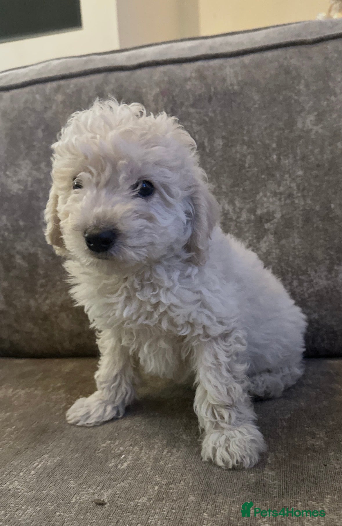 Cockapoo dogs Beautiful cockapoos for sale - Advert 9