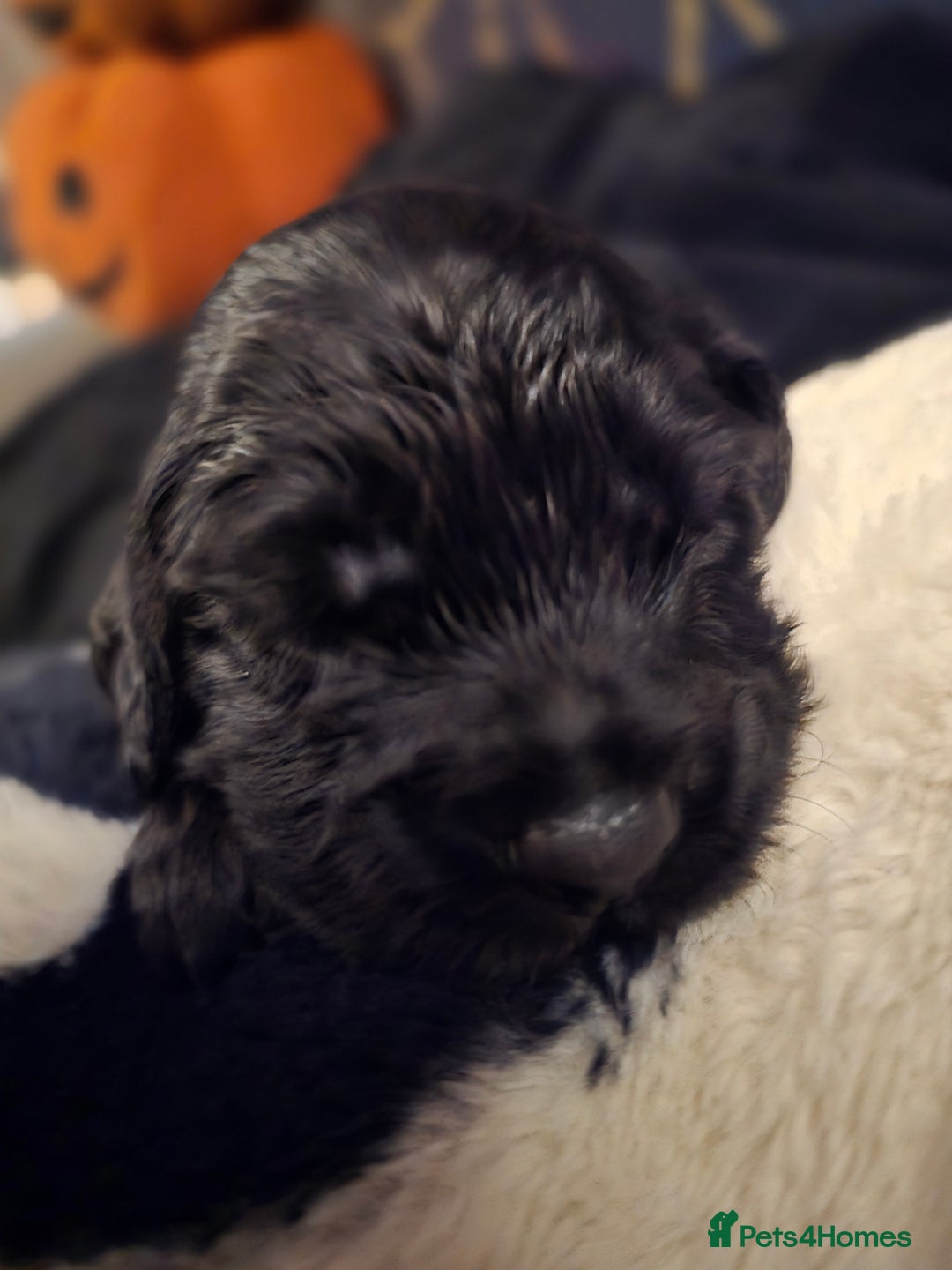 Cocker Spaniel dogs for sale: Cocker spaniel puppies - Image 27
