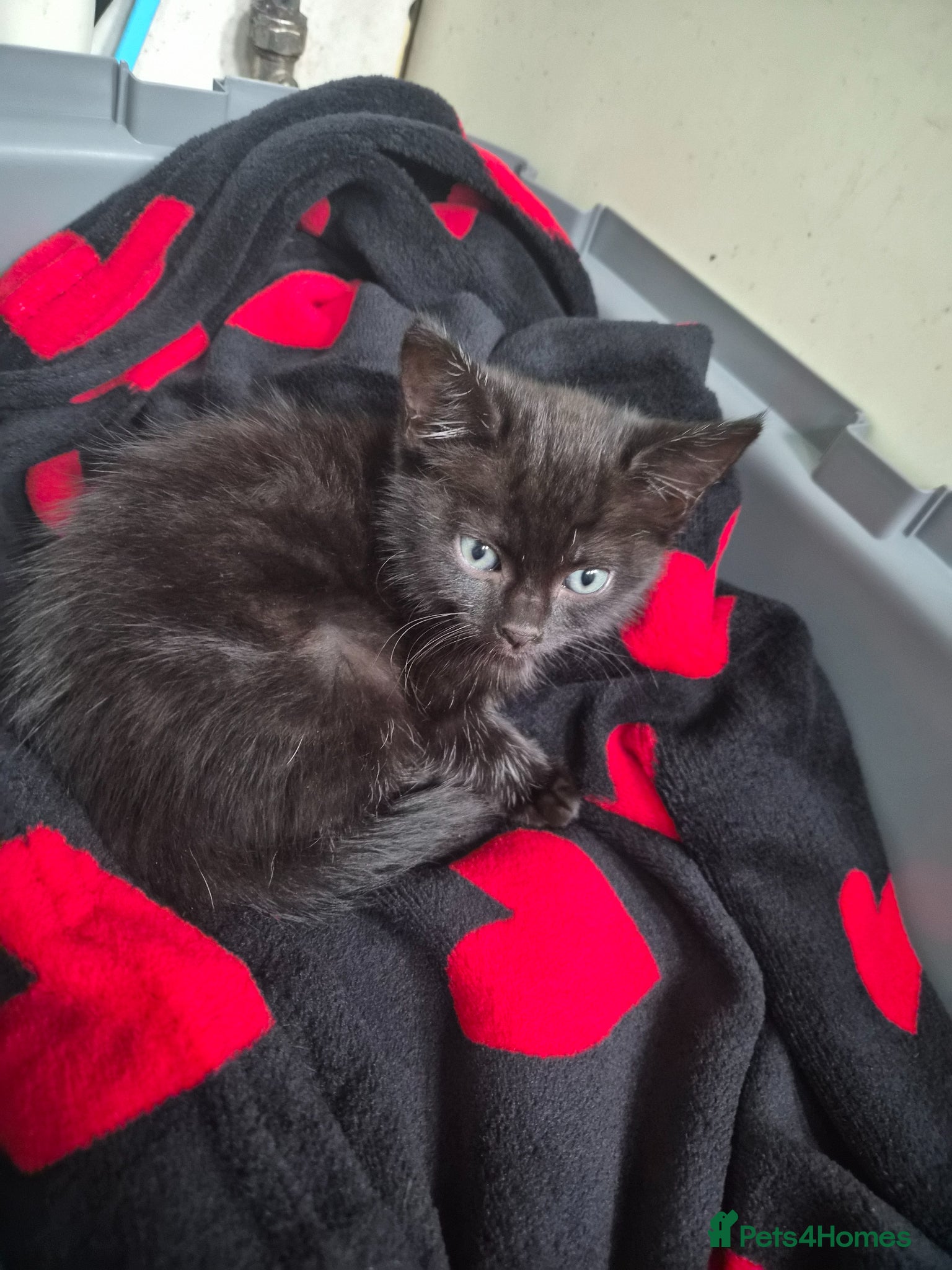 Mixed Breed cats Small Black Female Kitten - Advert 1