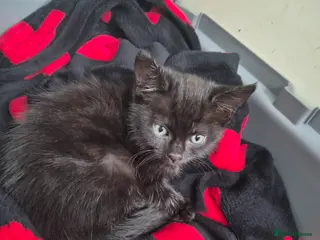 Mixed Breed cats Small Black Female Kitten - Advert 1