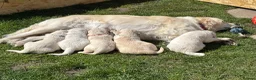 Golden Retriever dogs for sale: KC Golden Retriever Male Puppy 8 weeks old - Advert 11