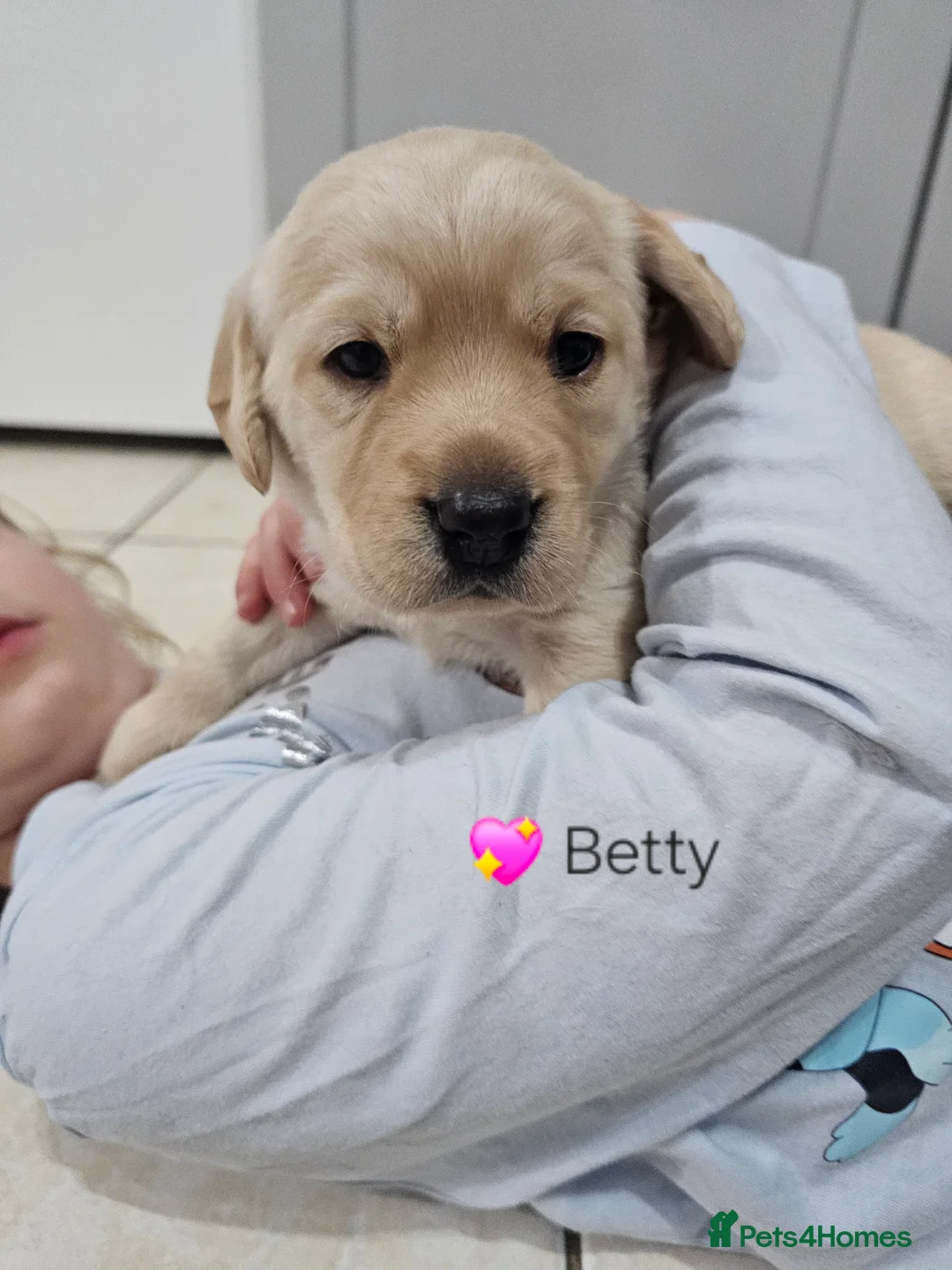 Cockerdor dogs for sale: The most loving Cockerdor/Spanador - Advert 25