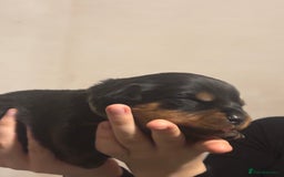 Rottweiler dogs for sale: Rottweiler puppies - Image 18